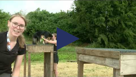 Dog Survival 1 juli 2023 14.30 - 15.30